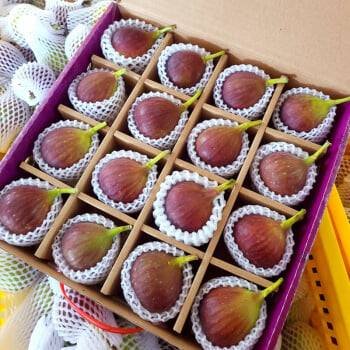 Fresh figs (organic fruit)-US