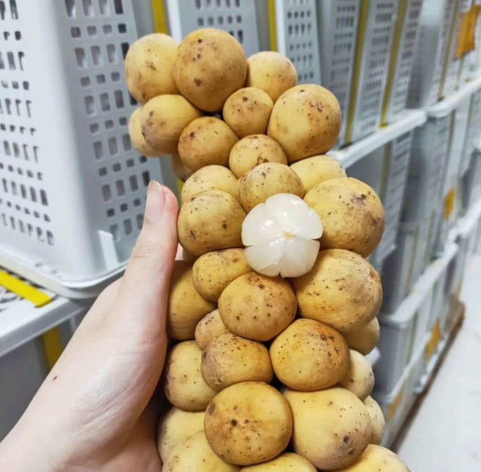 Fresh lansones (organic fruit)-US - Image 2