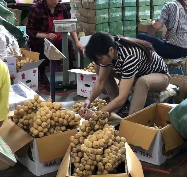 Fresh lansones (organic fruit)-US - Image 12