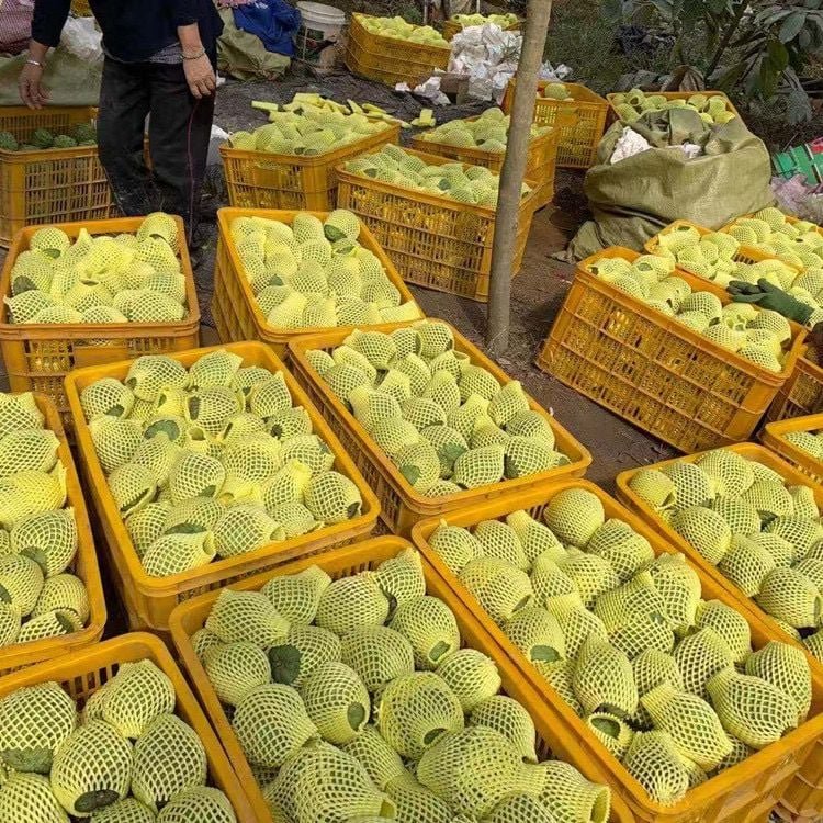 Fresh sugar apple (organic fruits)-US - Image 6