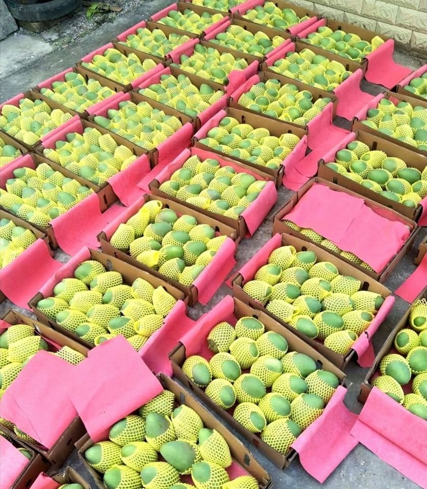 Fresh Thai mango (organic fruit)-US - Image 2