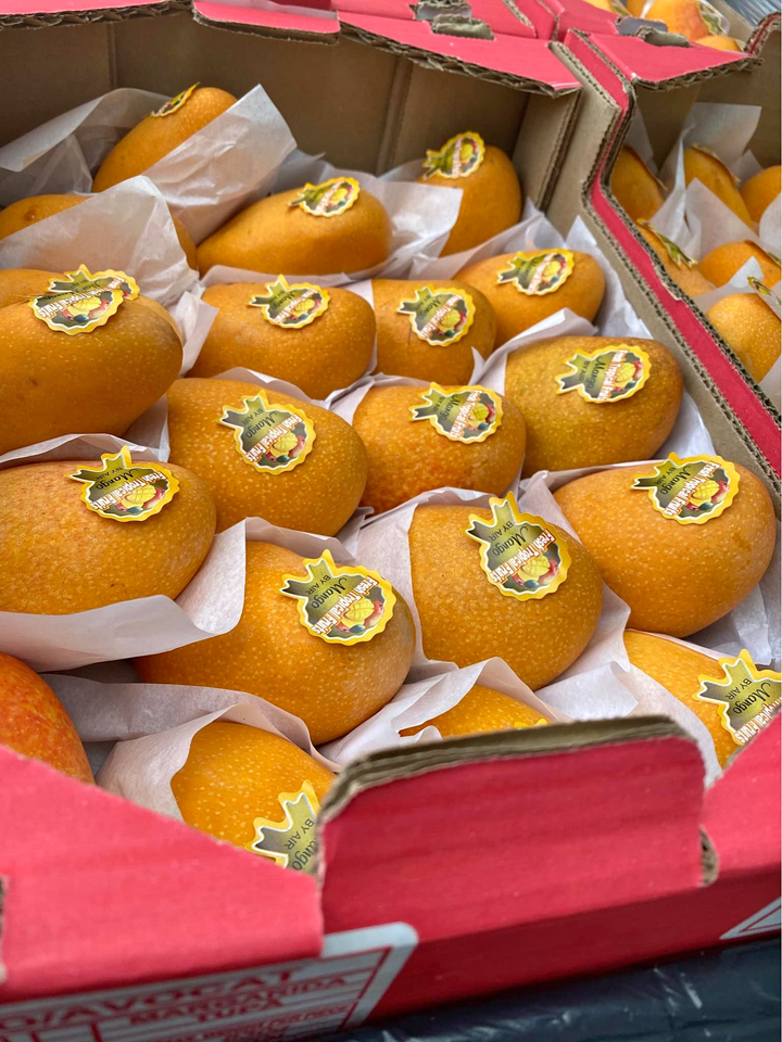 Freshly picked yellow mangoes-US - Image 4