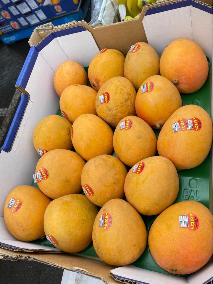 Freshly picked yellow mangoes-US - Image 5