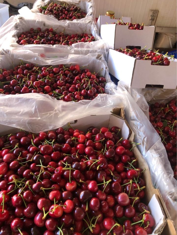 Fresh cherries (organic fruit)-US - Image 6