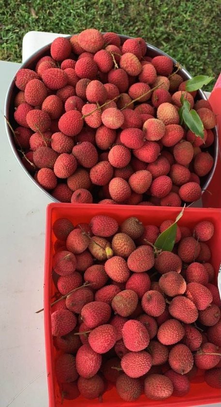Fresh lychees (organic fruit) -US - Image 9
