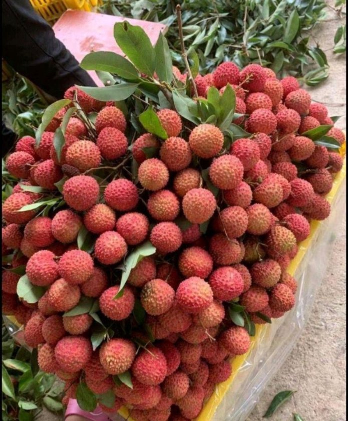 Fresh lychees (organic fruit) -US - Image 10