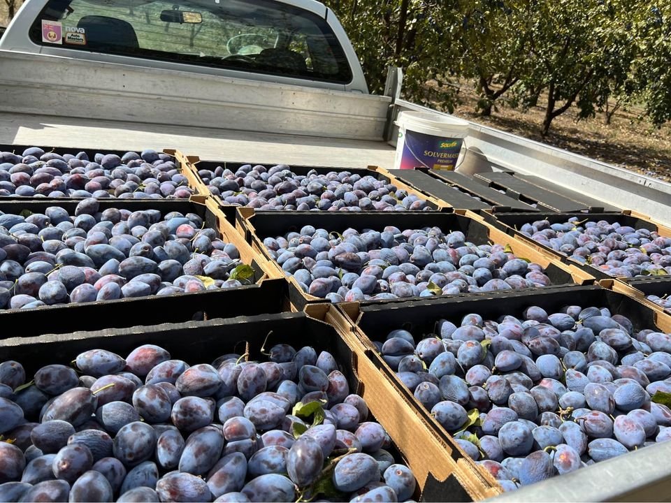 Fresh blueberry (organic fruit)-US - Image 7