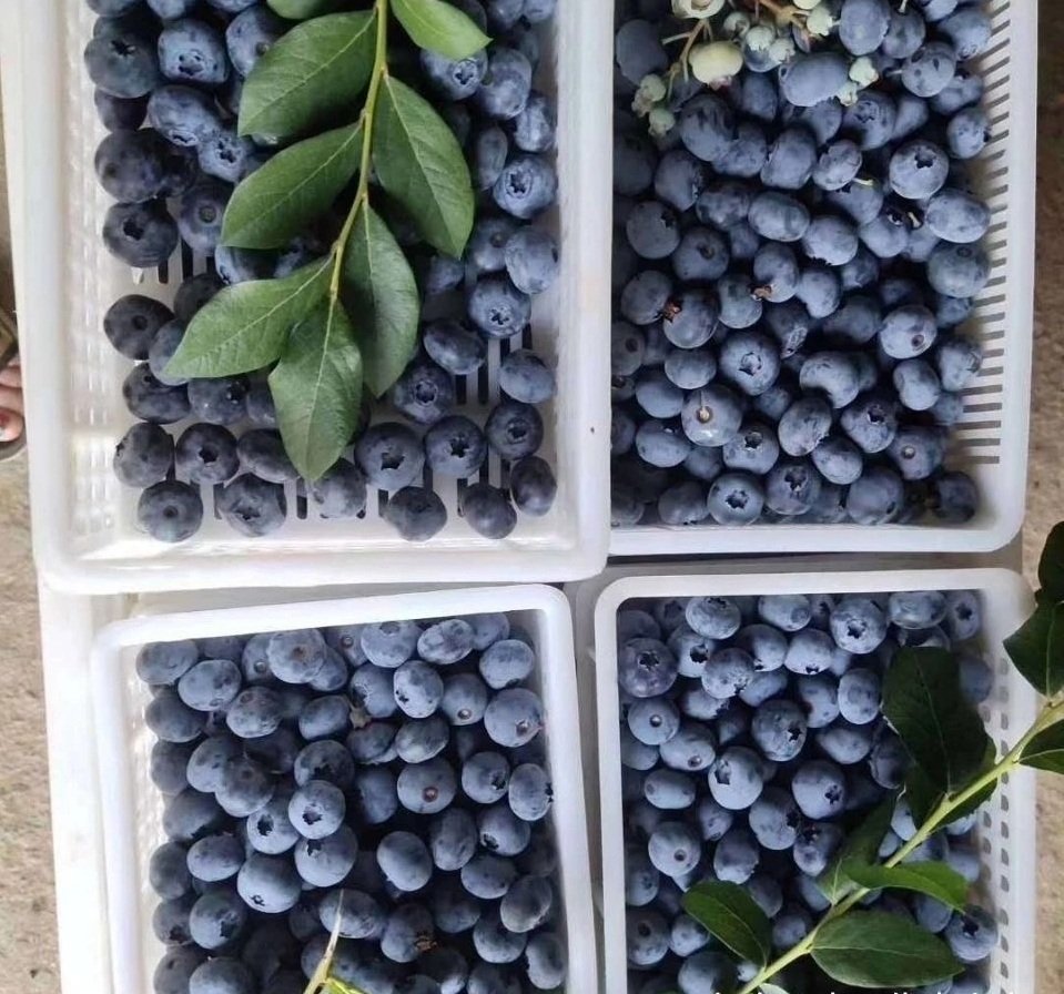 Fresh blueberry (organic fruit)-US - Image 6