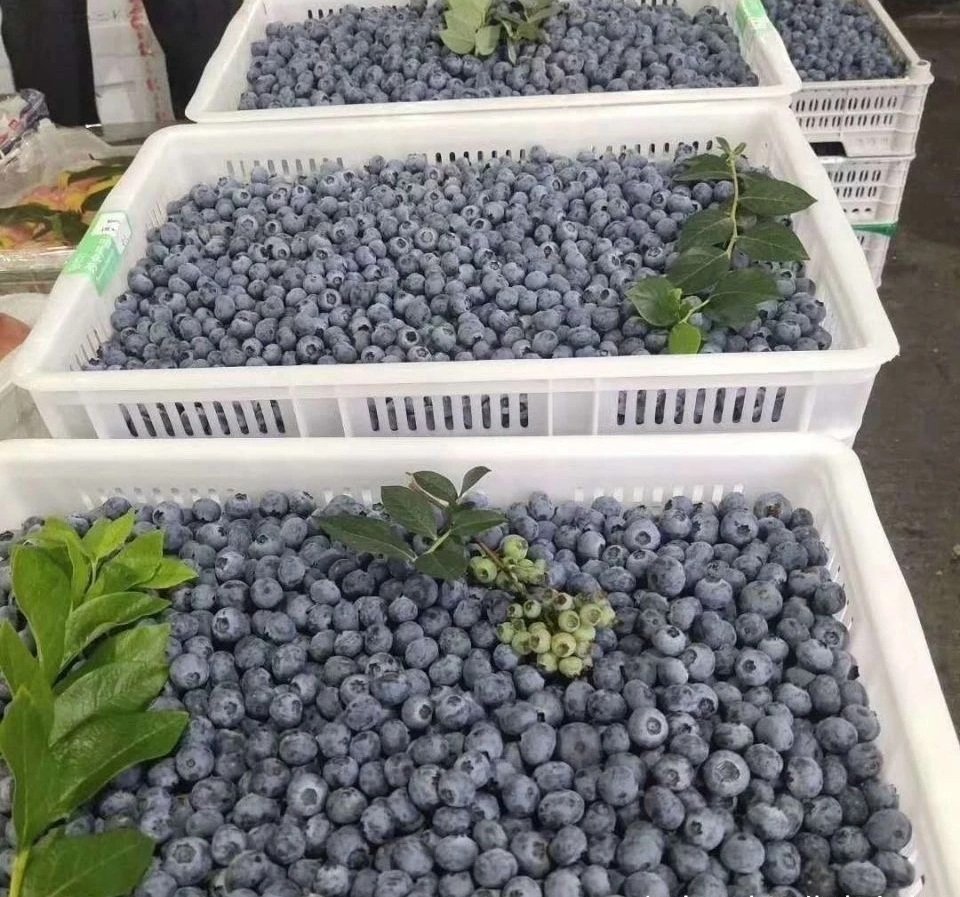 Fresh blueberry (organic fruit)-US - Image 8