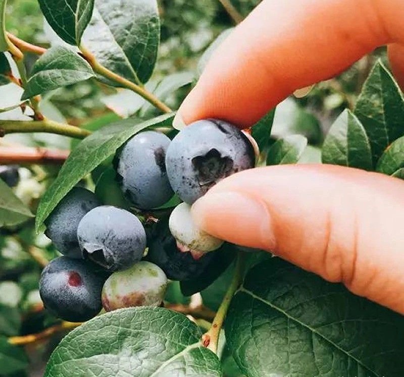 Fresh blueberry (organic fruit)-US - Image 4