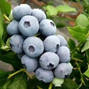 Fresh blueberry (organic fruit)-US