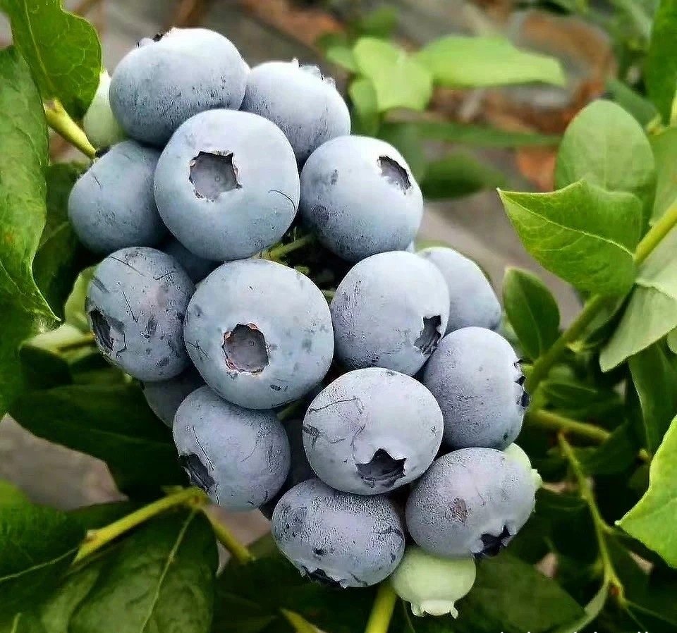 Fresh blueberry (organic fruit)-US