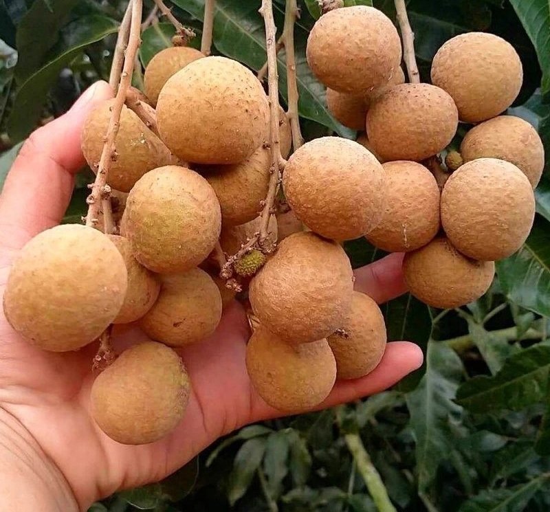 Fresh longan (organic fruit)-US - Image 3