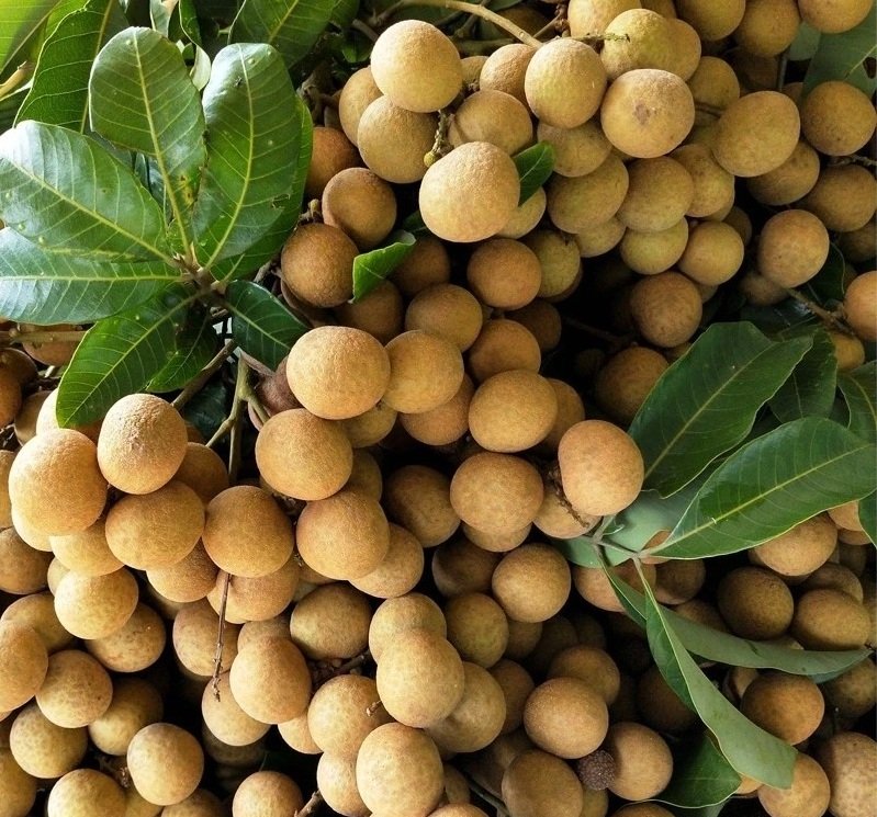Fresh longan (organic fruit)-US - Image 5