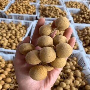 Fresh longan (organic fruit)-US