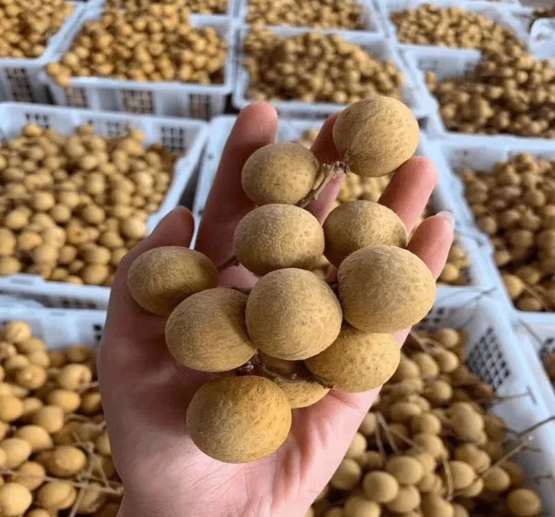 Fresh longan (organic fruit)-US