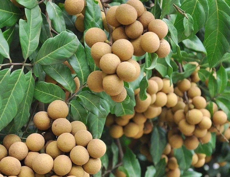Fresh longan (organic fruit)-US - Image 7