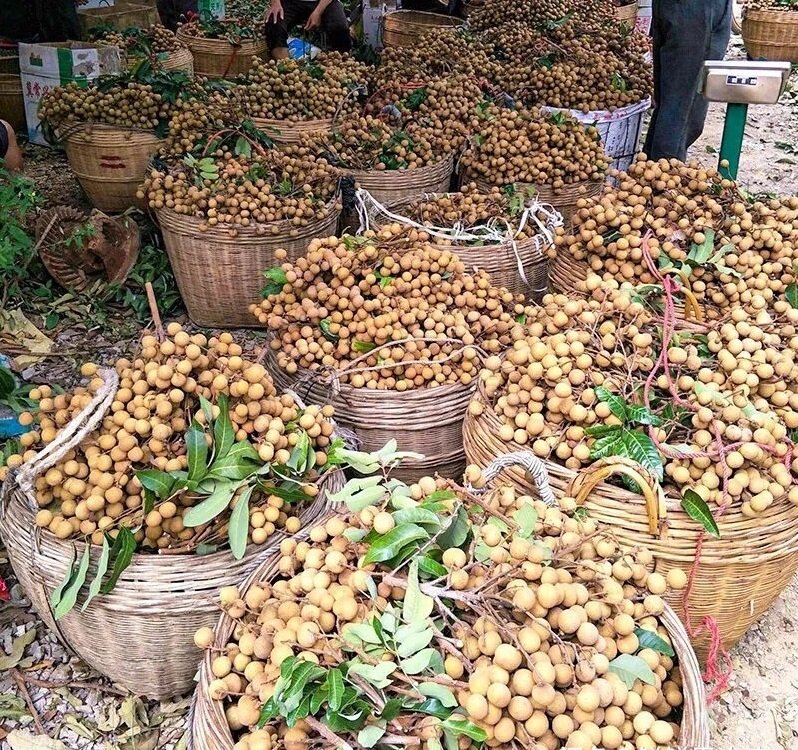 Fresh longan (organic fruit)-US - Image 8