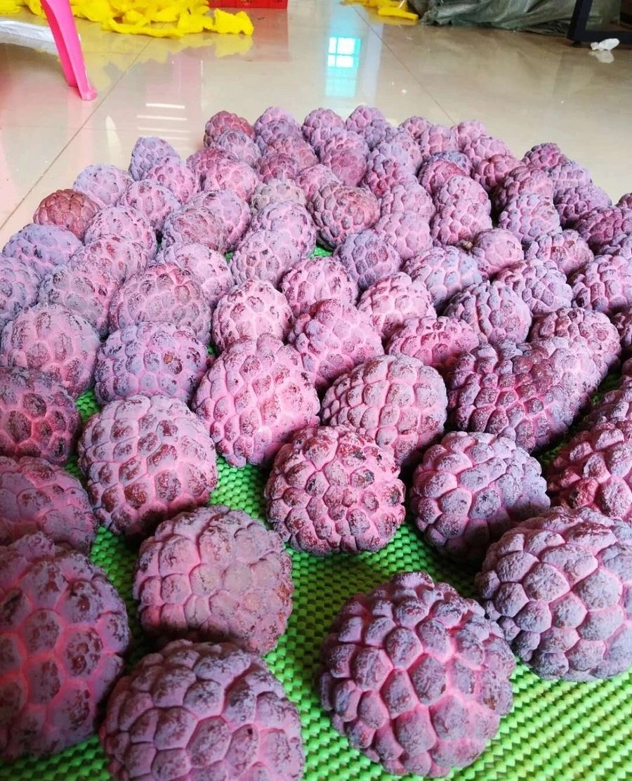 Fresh rose sugar apple (organic fruits)-US - Image 3