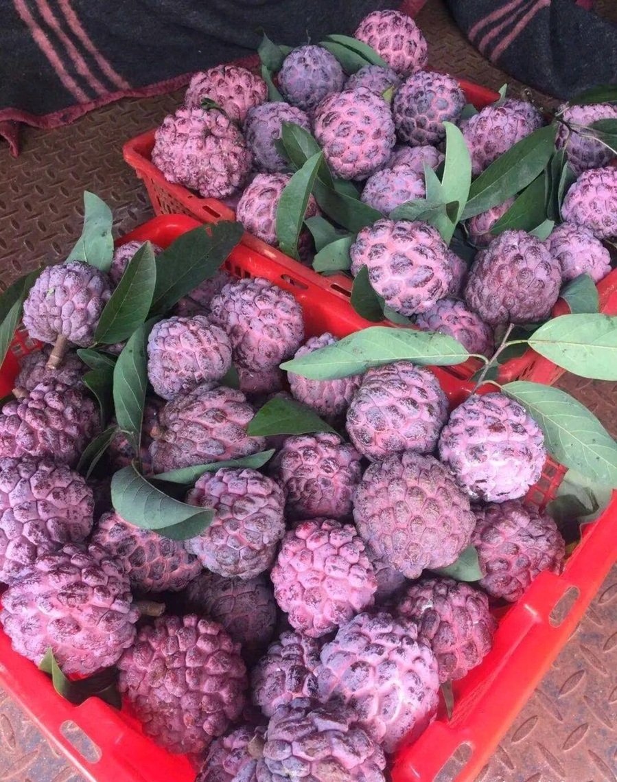 Fresh rose sugar apple (organic fruits)-US - Image 4