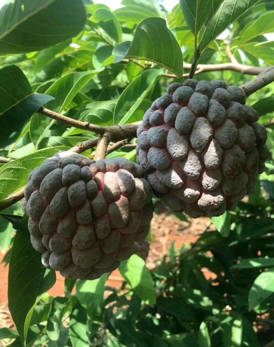 Fresh rose sugar apple (organic fruits)-US - Image 7