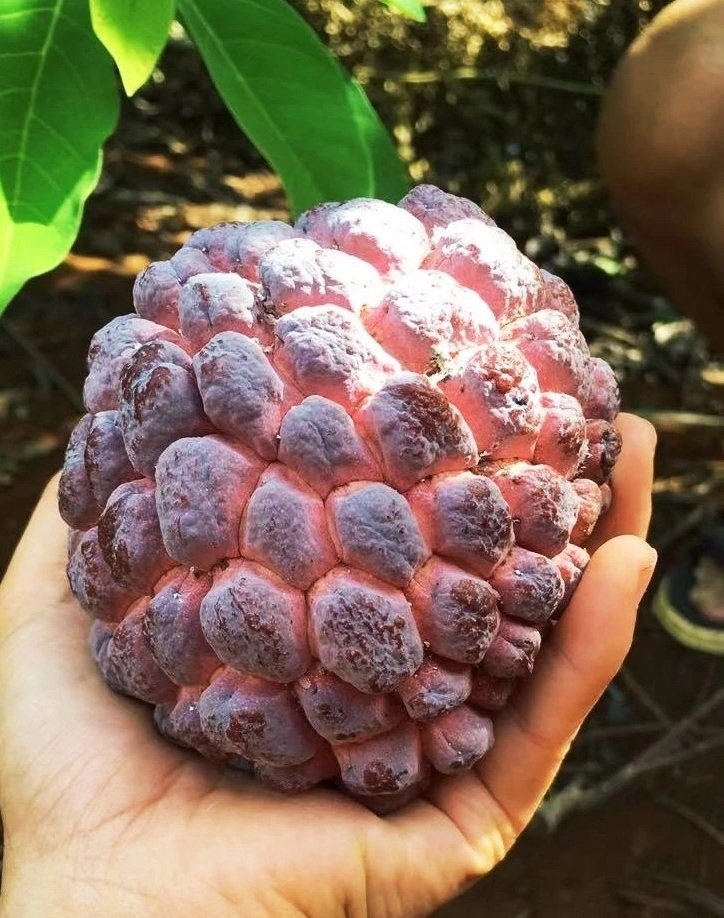 Fresh rose sugar apple (organic fruits)-US