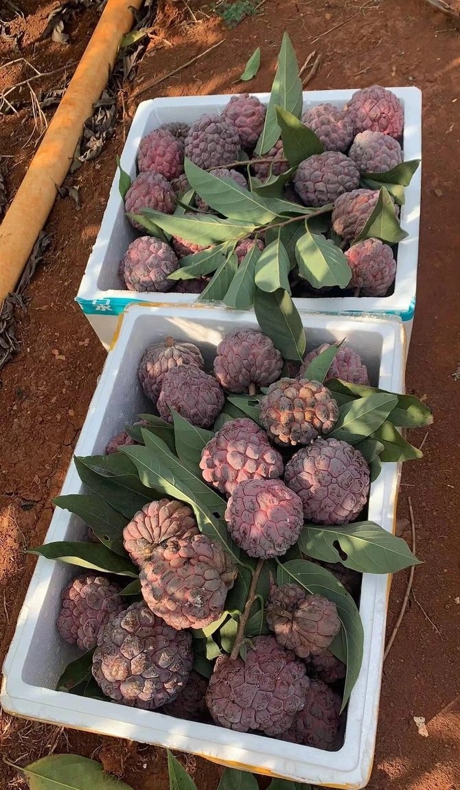Fresh rose sugar apple (organic fruits)-US - Image 8