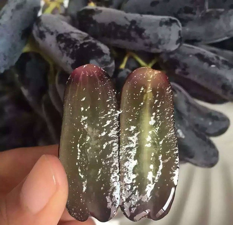 Fresh black grape (organic fruit)-P - Image 4