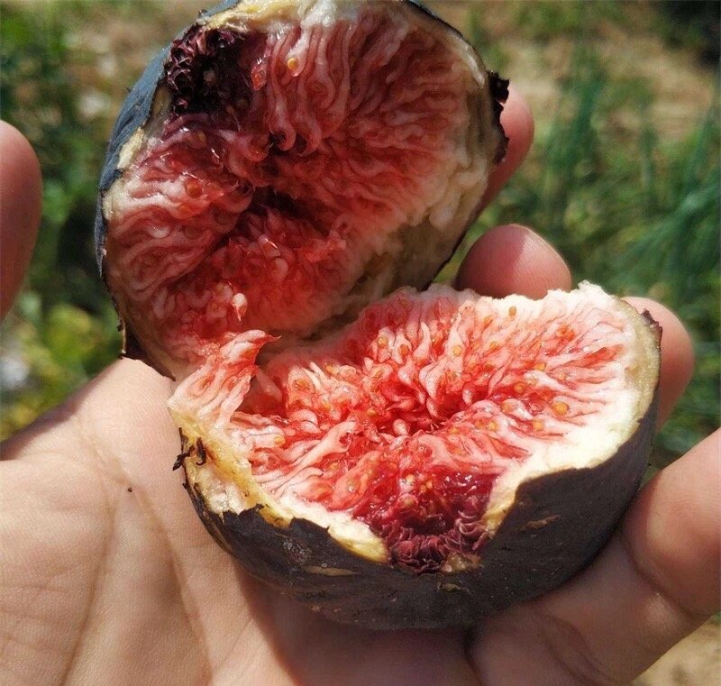 Fresh figs (organic fruit)-US - Image 3
