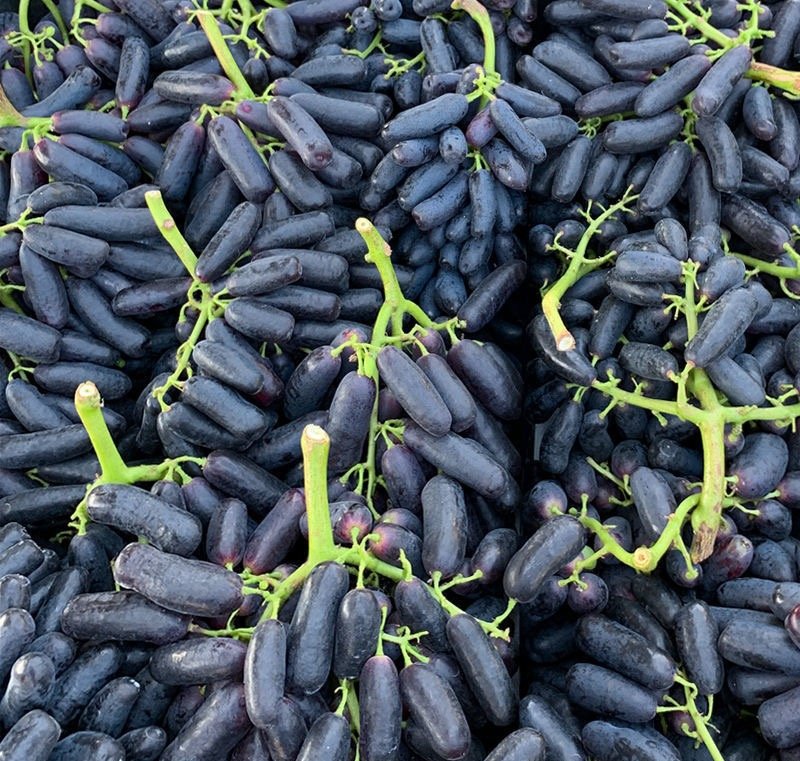 Fresh black grape (organic fruit)-P - Image 2