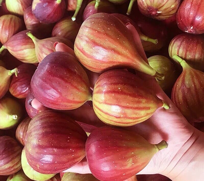 Fresh figs (organic fruit)-US - Image 5