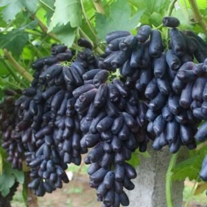 Fresh black grape (organic fruit)-P