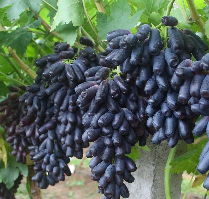 Fresh black grape (organic fruit)-P