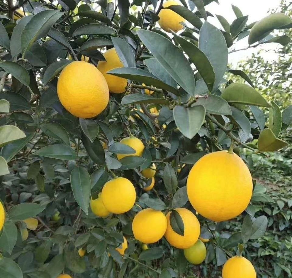 Fresh lemon (organic fruit)-US - Image 7