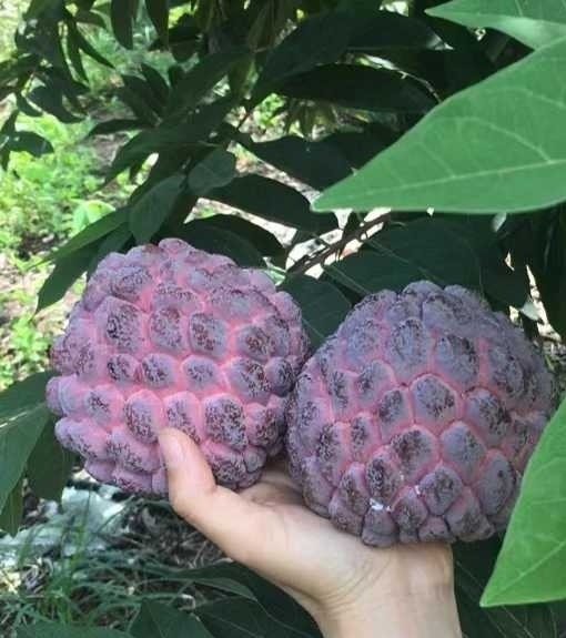 Fresh rose sugar apple (organic fruits)-US - Image 6