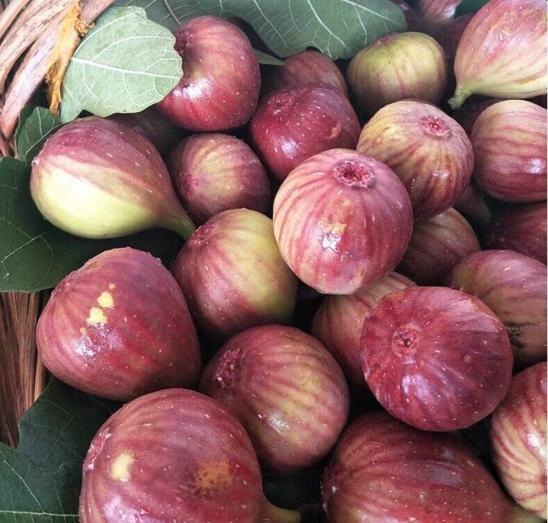 Fresh figs (organic fruit)-US - Image 8