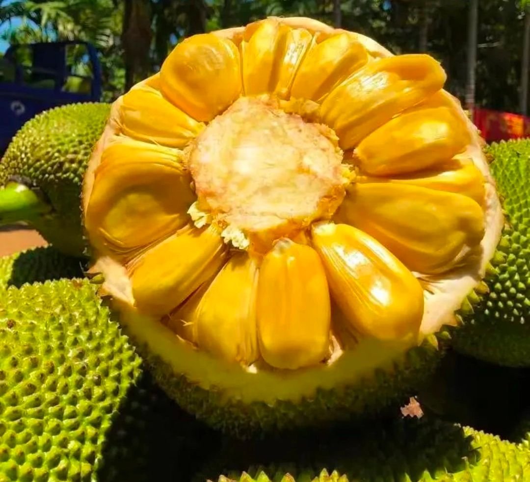 Fresh jackfruit (organic fruit)-US