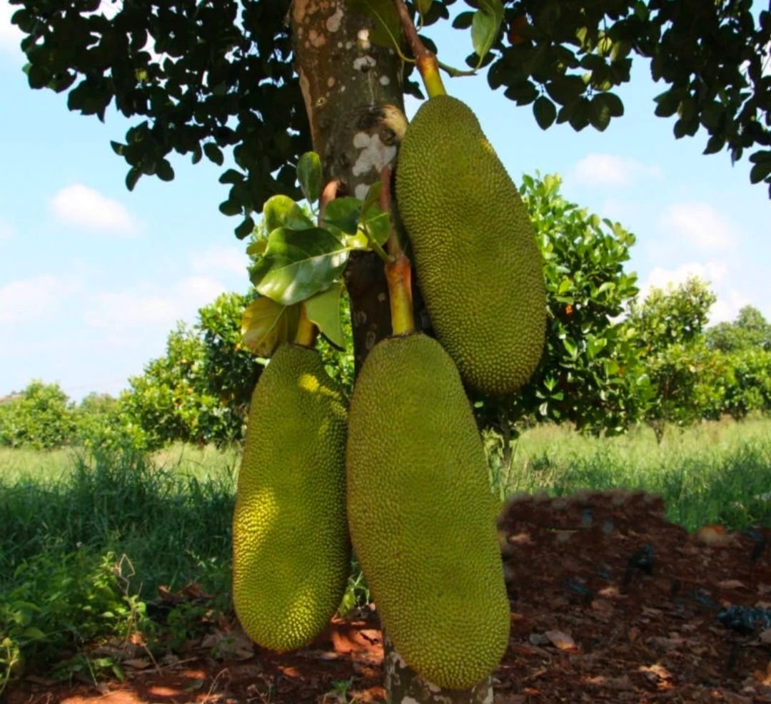 Fresh jackfruit (organic fruit)-US - Image 6