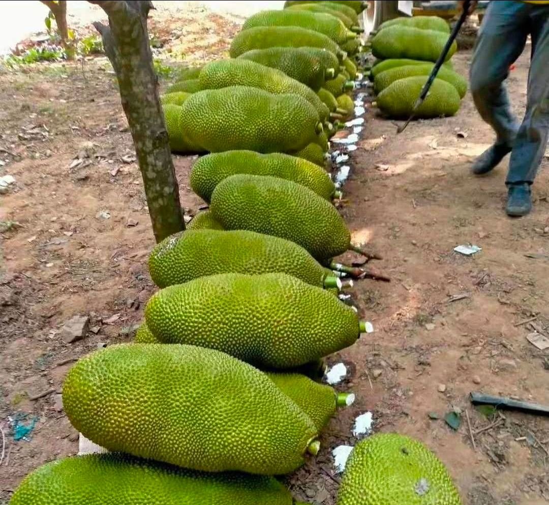 Fresh jackfruit (organic fruit)-US - Image 7