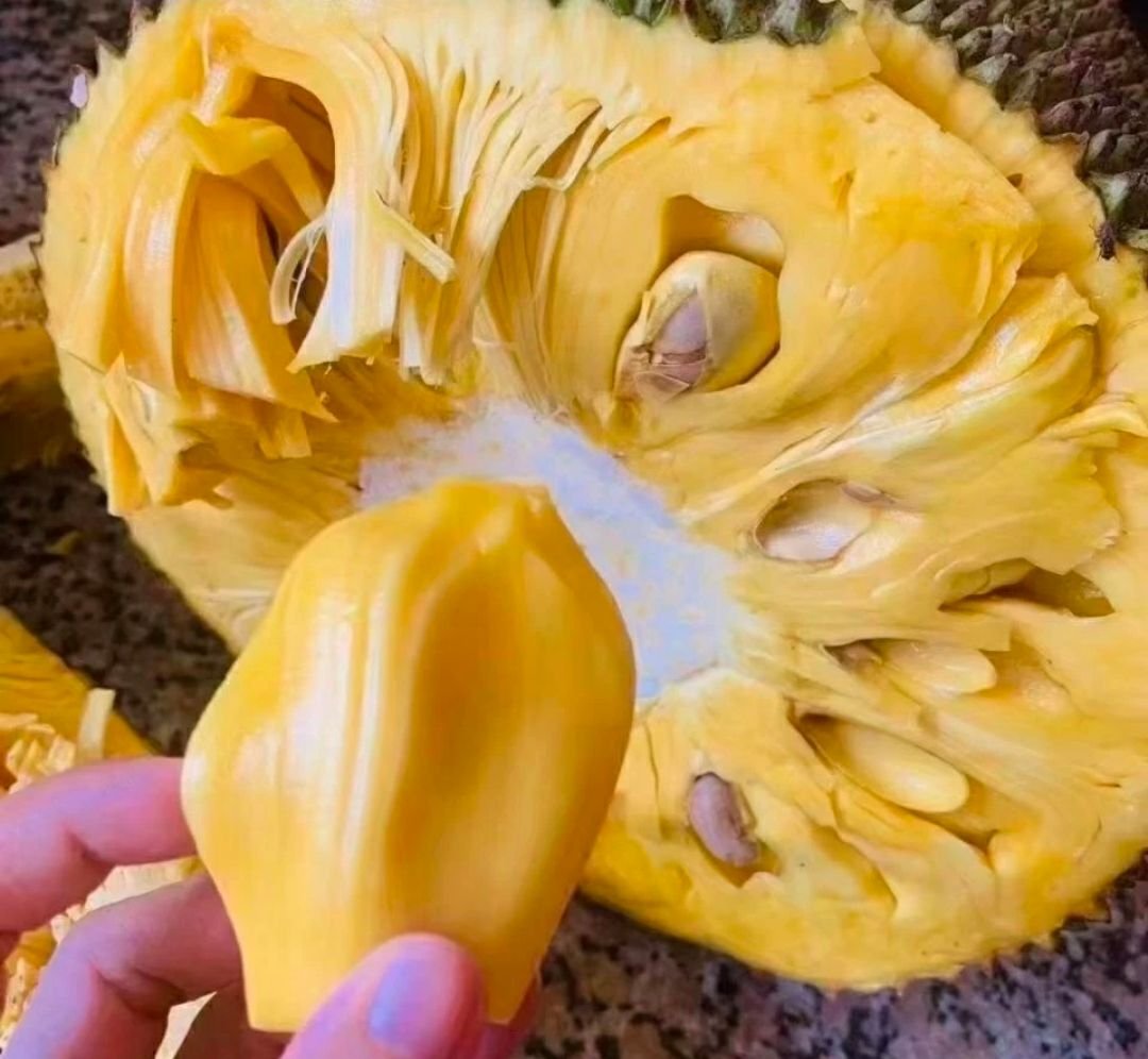 Fresh jackfruit (organic fruit)-US - Image 2