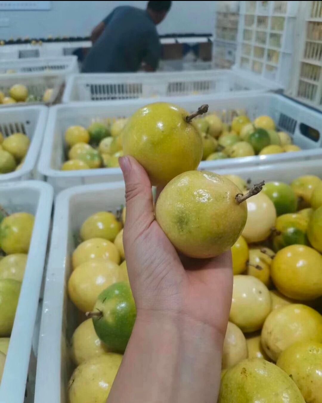 Fresh passion fruit (Organic fruits)-US - Image 6