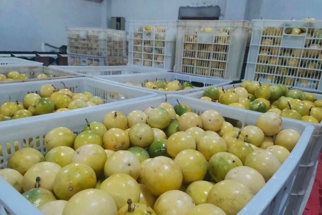 Fresh passion fruit (Organic fruits)-US - Image 7
