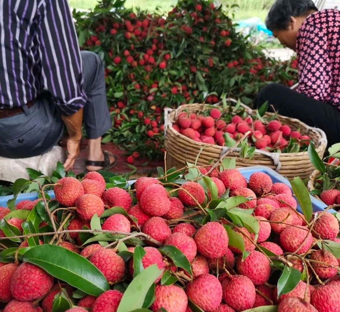 Fresh lychees (organic fruit) -US - Image 8
