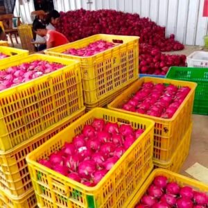 Fresh dragon fruit (organic fruits)-US