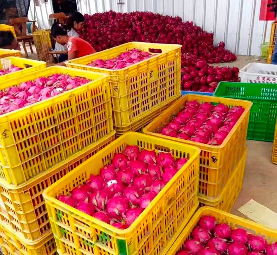 Fresh dragon fruit (organic fruits)-US