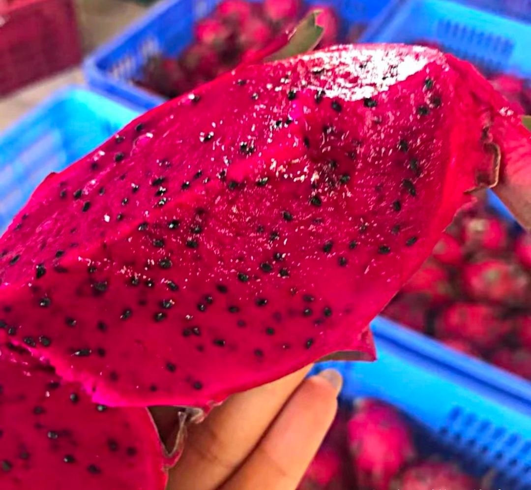 Fresh dragon fruit (organic fruits)-US - Image 7