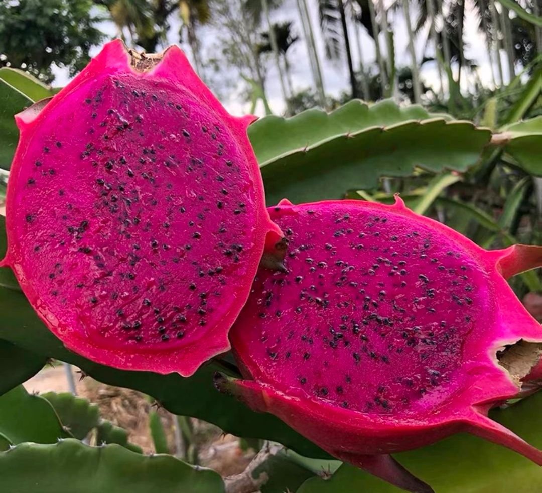 Fresh dragon fruit (organic fruits)-US - Image 9