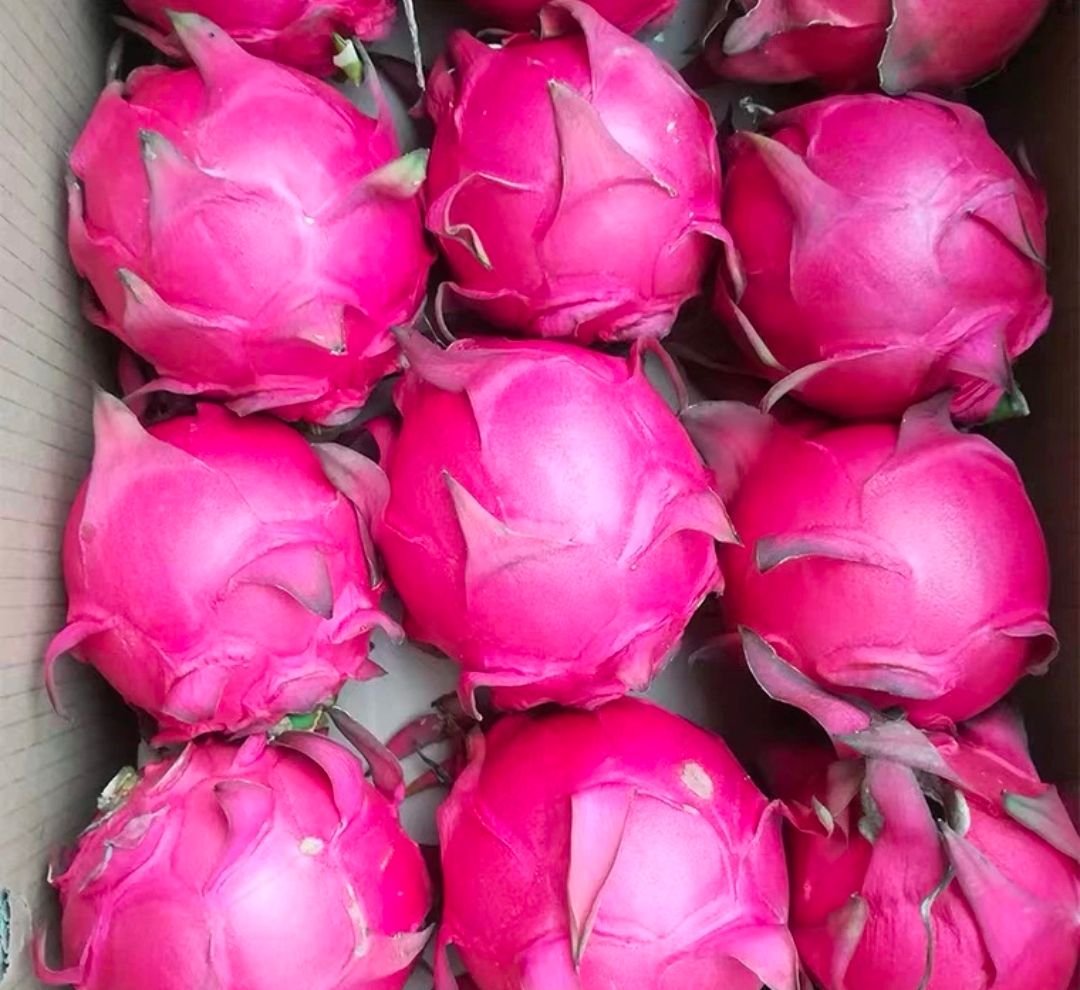 Fresh dragon fruit (organic fruits)-US - Image 2