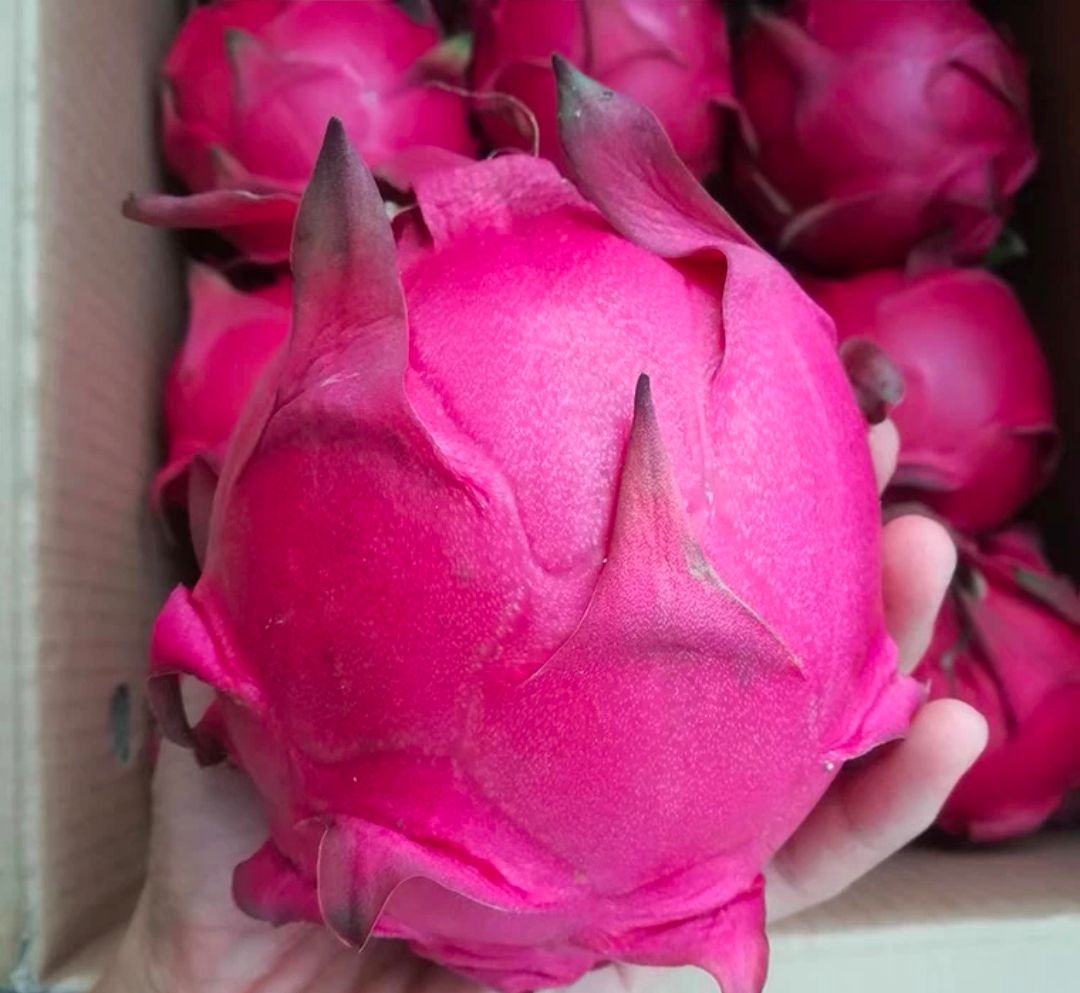 Fresh dragon fruit (organic fruits)-US - Image 3
