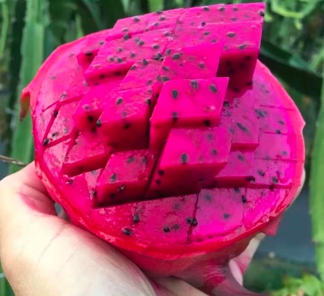 Fresh dragon fruit (organic fruits)-US - Image 8
